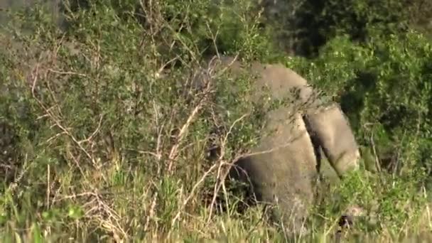 Twee Witte Neushoorns Grazen Heuvelachtige Afrikaanse Savanne Deels Bedekt Met — Stockvideo
