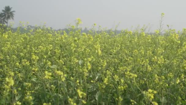 芥末花盛开在广阔的田野里 — 图库视频影像