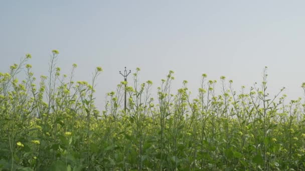 Mustard Flowers Blooming Vast Field — Stock Video