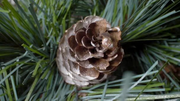 Close Kerstboom Decoratie — Stockvideo