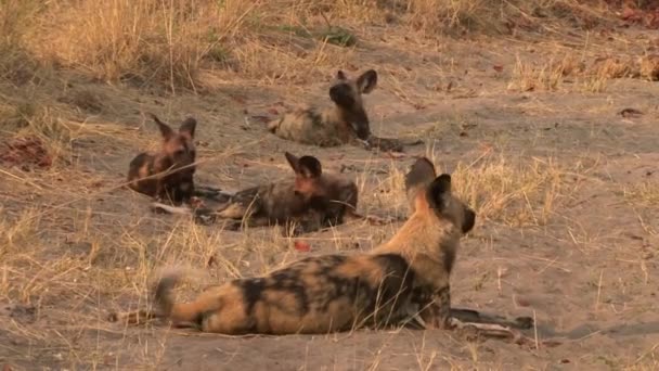 Quatre Chiens Sauvages Africains Reposant Après Chasse Matinale Dans Herbe — Video