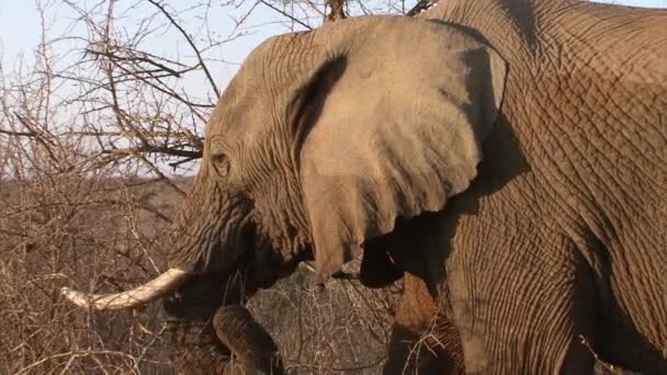非洲公象以干枯的灌木丛为食 用树干把树枝塞入口中 水印显示大象最近过河了 — 图库视频影像