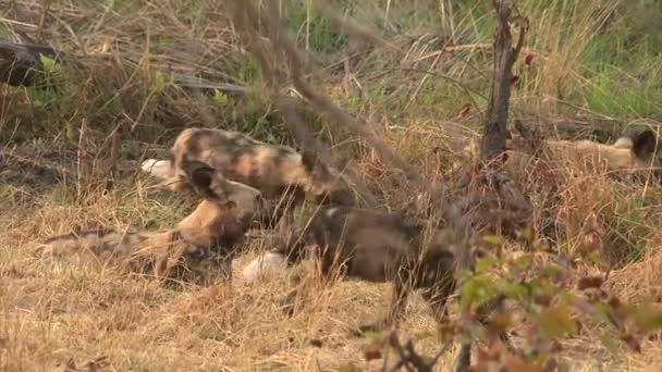 Pacote Cães Selvagens Africanos Movendo Esquerda Para Direita Através Mata — Vídeo de Stock