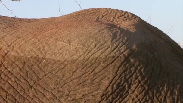 Espalda Elefante Africano Macho Revelando Que Elefante Cruzó Agua Recientemente — Vídeo de stock