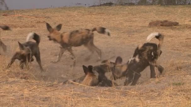 Grupo Cães Selvagens Africanos Que Jogam Uma Toca Areia Lado — Vídeo de Stock