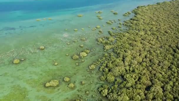 Vista Superior Das Aves Flamingos Sobrevoando Praia Mangue Umm Quwain — Vídeo de Stock