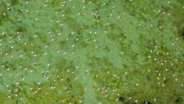 Vista Superior Das Aves Flamingos Sobrevoando Praia Mangue Umm Quwain — Vídeo de Stock