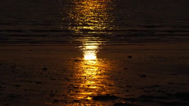 Verwesung Toter Seehundkadaver Sand Eines Strandes Bei Sonnenuntergang Meeresschäfer Plastikmüll — Stockvideo