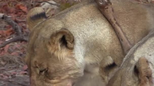 殺された野人の骨から肉を引き裂いた2頭の雌ライオン頭のクローズアップ — ストック動画