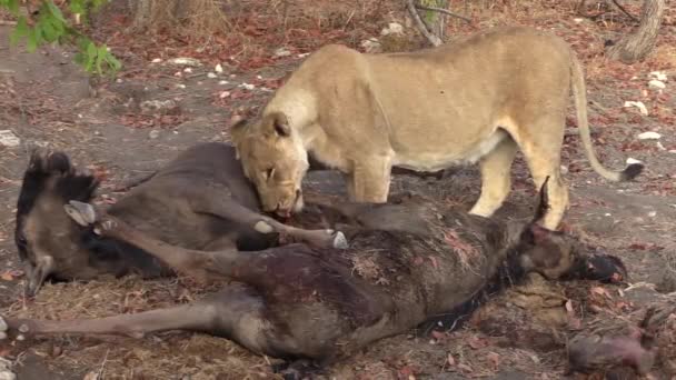 Leoa Ofegante Pronto Para Continuar Quebrando Carcaças Dois Gnus Recém — Vídeo de Stock