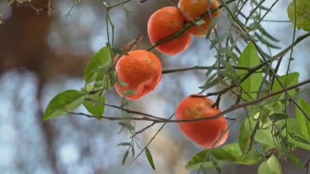 Rüzgarda Sallanan Mandarin Ağacı Mavi Gökyüzünün Altında Mandalina Portakalı — Stok video
