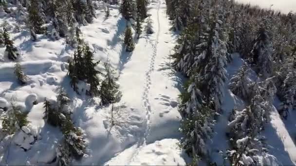 Εναέρια Snowshoe Tracks Στο Βανκούβερ Του Καναδά — Αρχείο Βίντεο