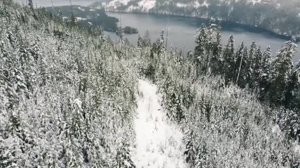 Vue Aérienne Chemin Forestier Enneigé Sur Île Vancouver Canada — Video