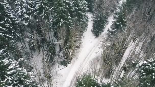 Snowy Logging Road Στο Βανκούβερ Καναδάς — Αρχείο Βίντεο