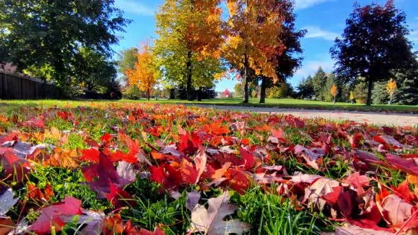 Fondo Del Color Las Hojas Otoñales Del Parque Ángulo Bajo — Vídeo de stock