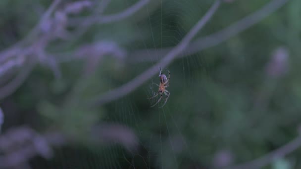 Alpaida Veniliae 거미는 Orb Web 가운데서 사냥을 하면서 Chelelerae — 비디오