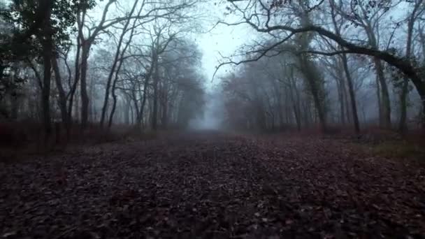 Een Griezelig Bos Met Omgevallen Bladeren Mist Dolly Naar Voren — Stockvideo