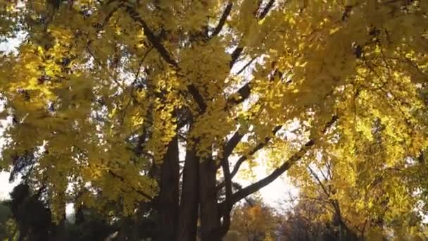 Žlutý Ginkgo Biloba Strom Podzim Zblízka Naklonit — Stock video