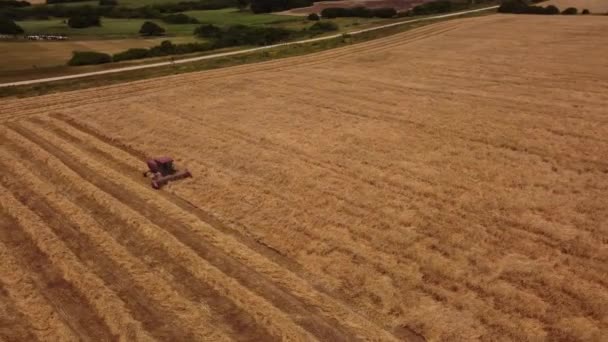 Prise Vue Aérienne Cinématographique Moissonneuse Batteuse Récoltant Champ Blé Jaune — Video