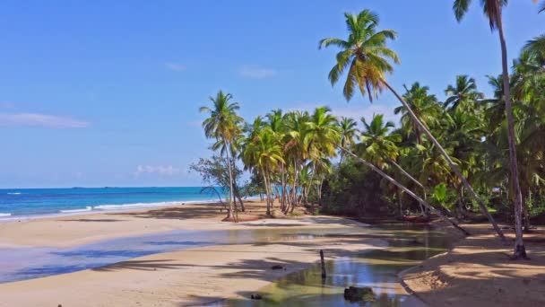 Scheve Palmbomen Lagune Gebied Van Tropisch Playa Coson Caribisch Gebied — Stockvideo