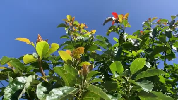 Vista Cercana Las Hojas Aguacate Los Cielos Azules Del Viento — Vídeos de Stock