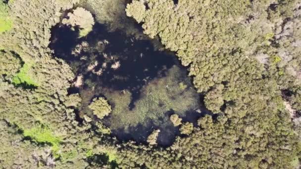 Drone Antenne Pan Schot Van Moeras Meer Bushland Landschap Bomen — Stockvideo