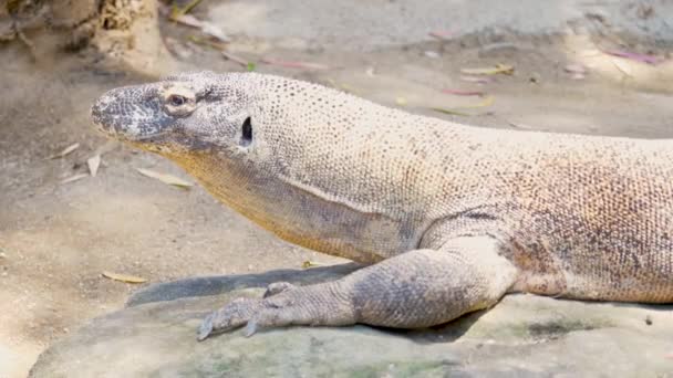 슬로우 도마뱀 Komodo Dragon Reptile Baking Sun Sydney Taronga Zoo — 비디오