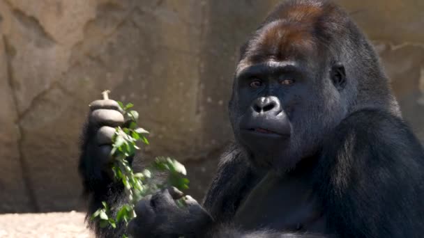 Slow Motion Animal Gorilla Silverback Comer Rama Planta Para Alimentación — Vídeo de stock