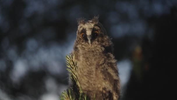 Baby Asio Otus Long Ear Owl Quiet Batting Eyelash Forest — стоковое видео