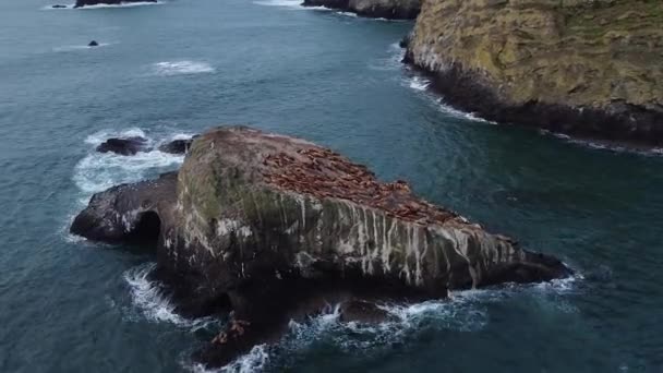 Disparo Órbita Alrededor Gran Grupo Focas Que Yacen Una Roca — Vídeo de stock