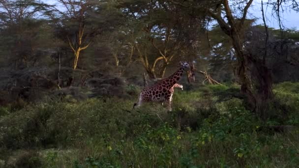Rothchild Giraffen Auf Der Savanne Lake Nakuru Nationalpark Kenia Afrika — Stockvideo