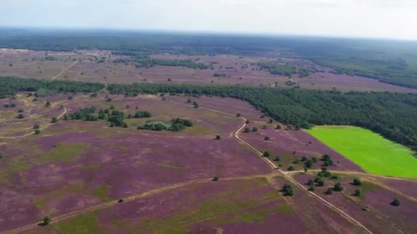 荷兰韦卢维国家公园 阳光灿烂的天气里 田野和松树林从天而降 — 图库视频影像