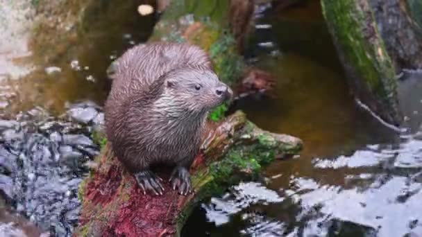 Close Van Een Otter Een Natte Bosstam Een Bewolkte Dag — Stockvideo