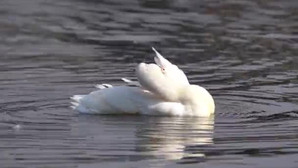 White Mallard Duck Preening Feathers Taudaha Lake Nepal — 图库视频影像
