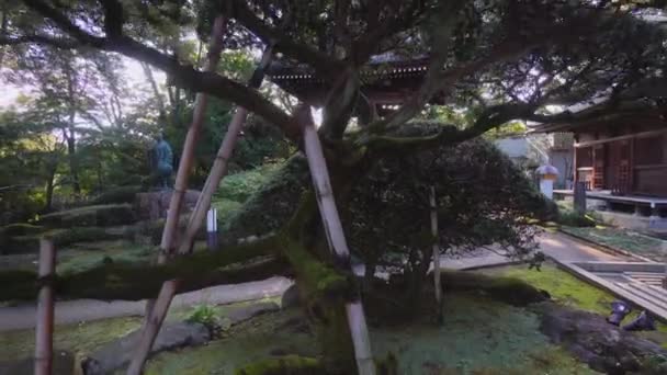 Многими Деревьями Буддийских Храмах Японии Обращаются Деревом Бонсай — стоковое видео