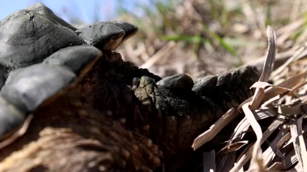 Disparo Detallado Una Cola Tortuga Chasquido — Vídeos de Stock