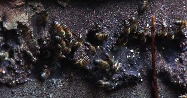 Afrikanische Honigbienen Haben Einer Schlackenblockwand Einen Bienenstock Aus Nächster Nähe — Stockvideo