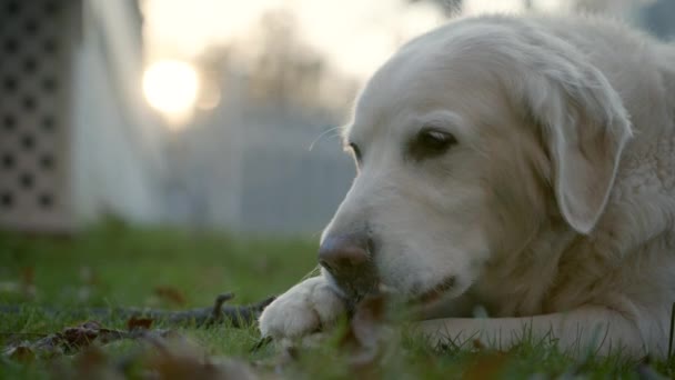 Chien Blanc Doré Qui Mâche Bâton Dans Jardin — Video