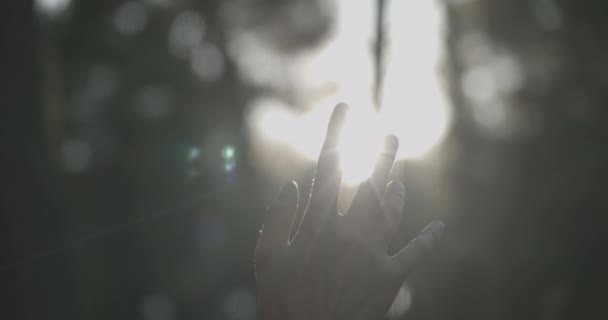 Рука Человека Касается Красивых Солнечных Лучей Лесном Массиве Крупным Планом — стоковое видео