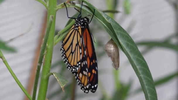 Monarch Butterfly Depois Recentemente Eclodir Casulo Secagem Vento — Vídeo de Stock