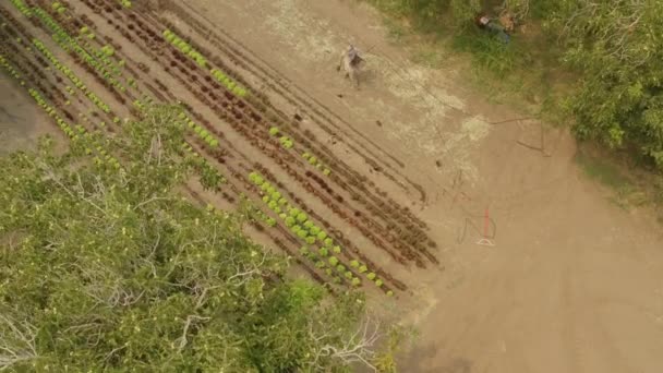 Vista Aérea Dos Agricultores Que Preparam Uma Linha Sulco Numa — Vídeo de Stock