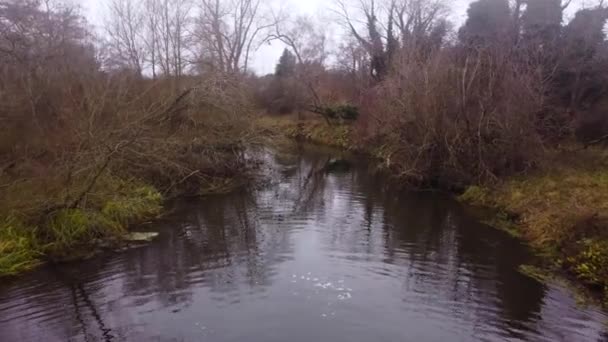 沼の川の水を飛び越えて森へ River Little Ouse England — ストック動画