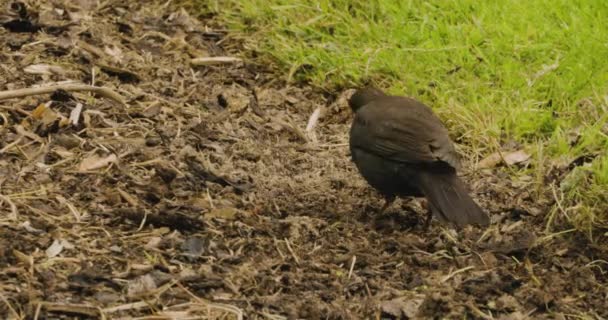 Vanliga Blackbird Letar Efter Något Att Äta Marken Närbild — Stockvideo