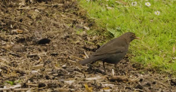 爱尔兰布拉尼城堡河岸附近常见的黑鸟觅食 靠近点 — 图库视频影像