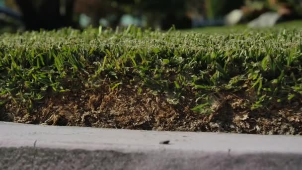 聖オーガスティン芝生の芝生の上のタッチの構築 重い芝生の草の例 — ストック動画
