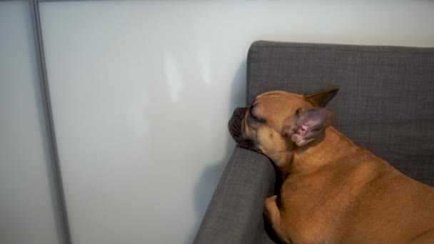 Panning Tiro Dormir Bulldog Francês Sofá Durante Dia Casa — Vídeo de Stock