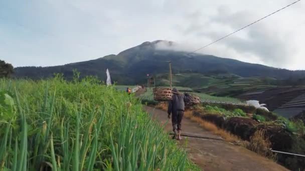 Bătrân Fermier Merge Într Grădină Legume Versanții Muntelui Sumbing Dimineața — Videoclip de stoc