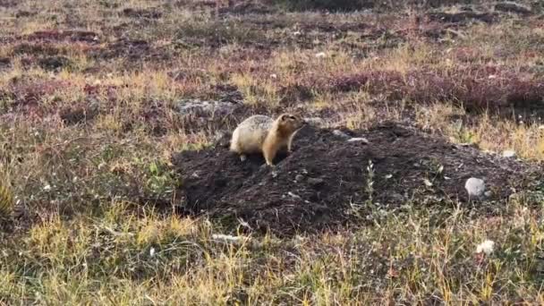 Arctische Grondeekhoorn Siksik Zomer Rondkijkend Dug Out Hol Gras Toendra — Stockvideo
