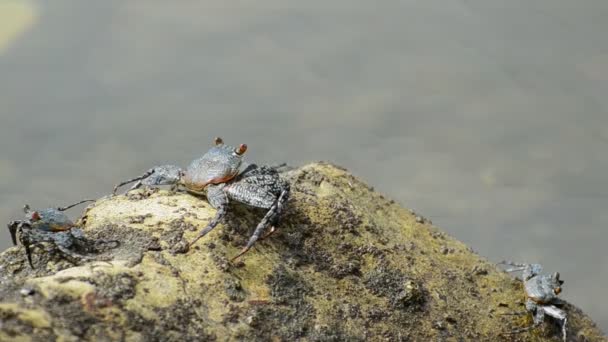 Verschillende Krabben Hangend Een Beige Rots Voor Rustig Helder Water — Stockvideo