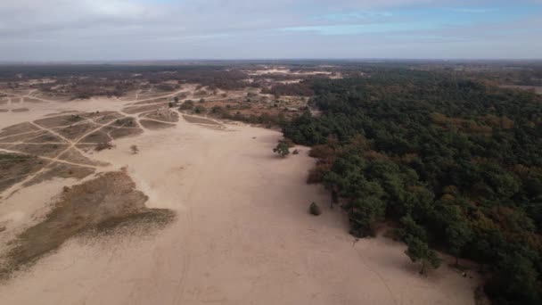 Vista Aérea Línea Árboles Las Dunas Arena Loonse Drunense Duinen — Vídeos de Stock